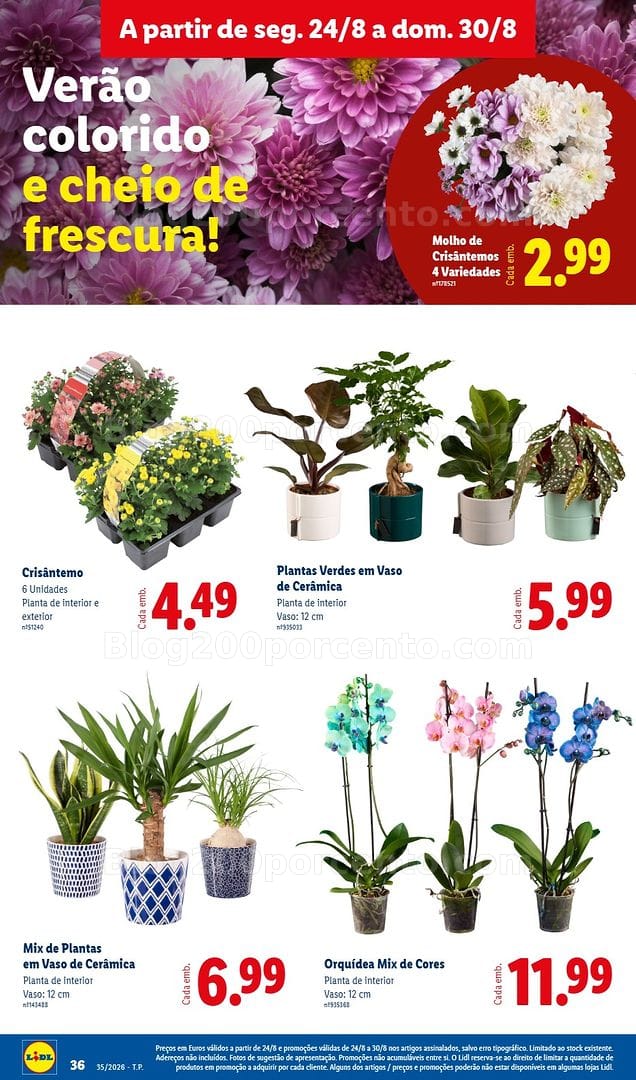 Antevisão Folheto LIDL Mercado de Plantas Promoções de 24 a 30 agosto