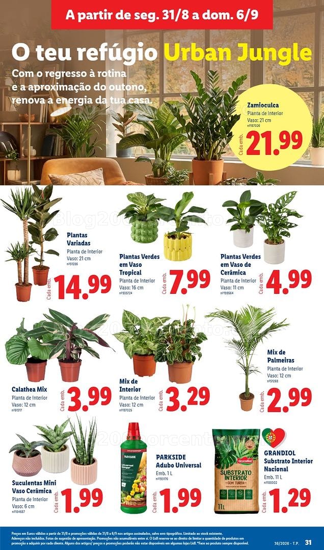 Antevisão Folheto LIDL Mercado de Plantas Promoções de 31 agosto a 6 setembro