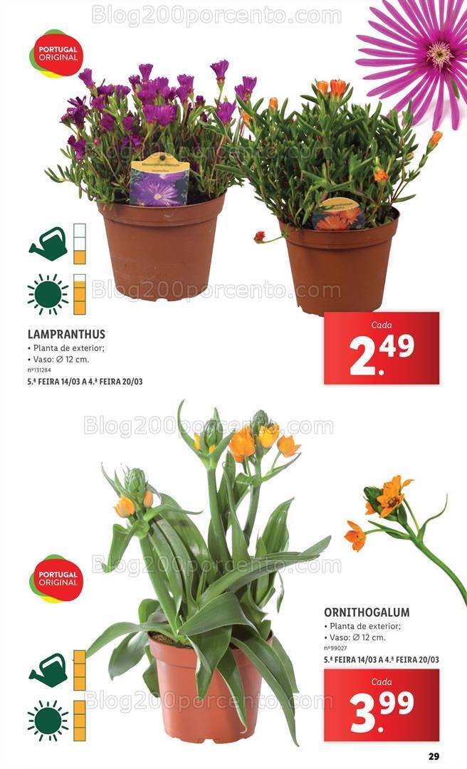 Antevisão Folheto LIDL Especial Jardim Promoções a partir de 7 março
