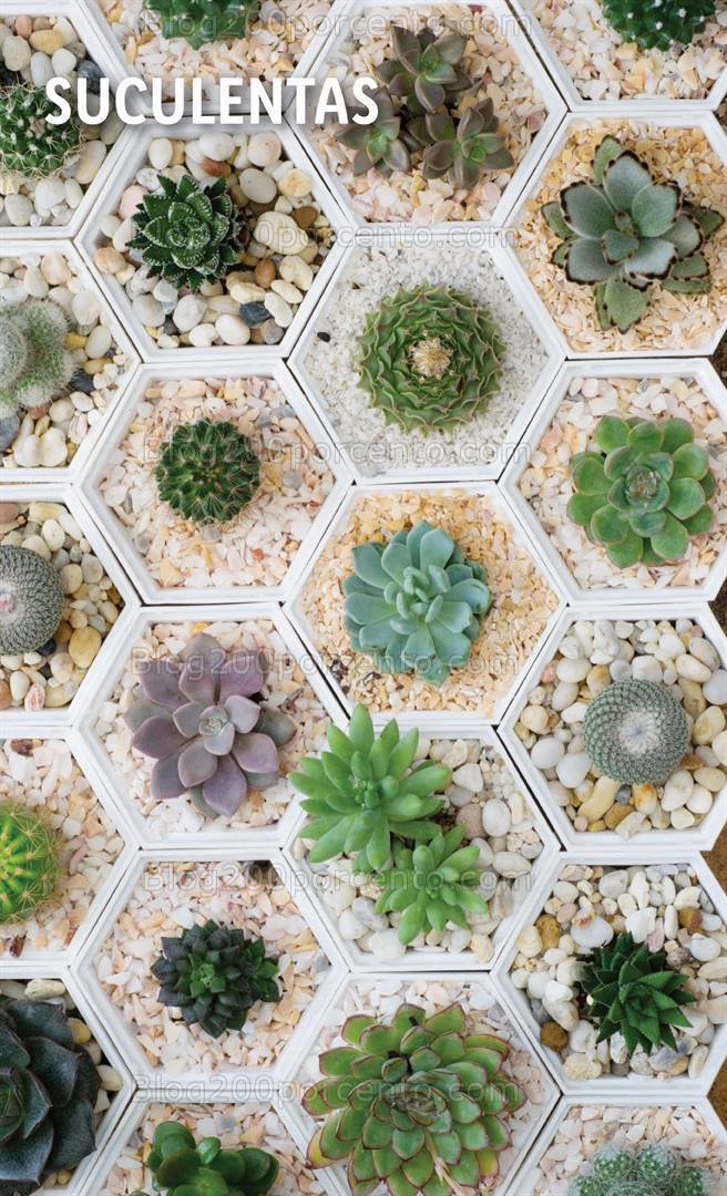 Antevisão Folheto LIDL Mercado de Plantas Promoções até 11 a 17 abril