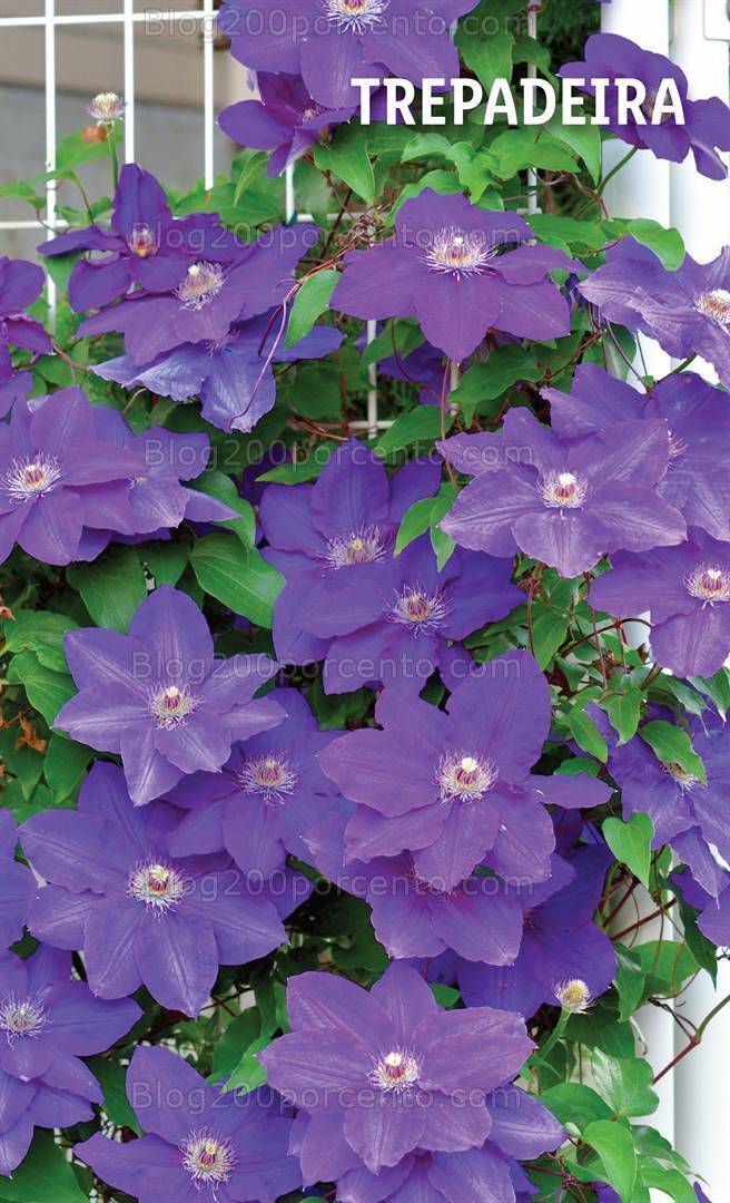 Antevisão Folheto LIDL Mercado de Plantas Promoções até 11 a 17 abril