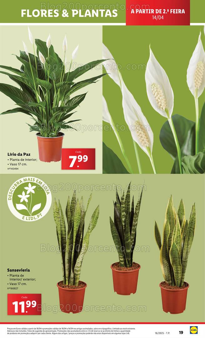 Antevisão Folheto LIDL Mercado de Plantas Promoções de 14 a 24 abril