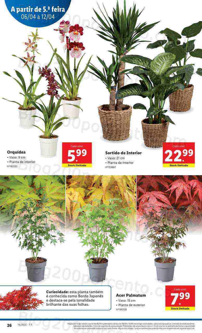 Antevisão Folheto LIDL Mercado de Plantas Promoções de 6 a 12 abril