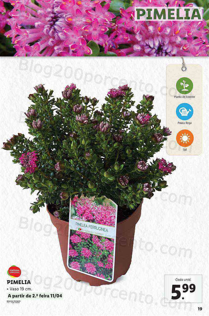 Antevisão Folheto LIDL Jardinagem Mercado de Plantas 4 abril