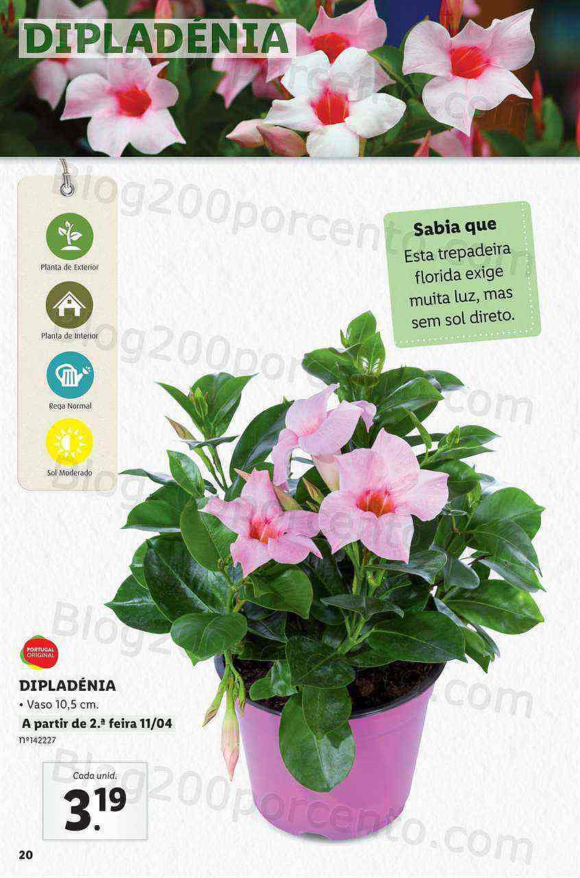 Antevisão Folheto LIDL Jardinagem Mercado de Plantas 4 abril