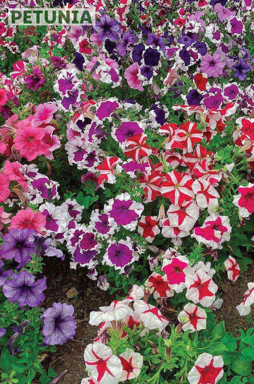 Antevisão Folheto LIDL Jardinagem Mercado de Plantas 4 abril