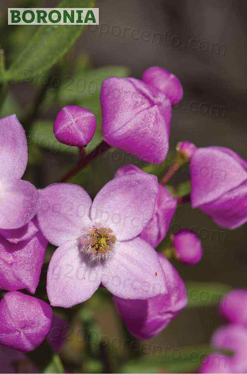 Antevisão Folheto LIDL Jardinagem Mercado de Plantas 4 abril
