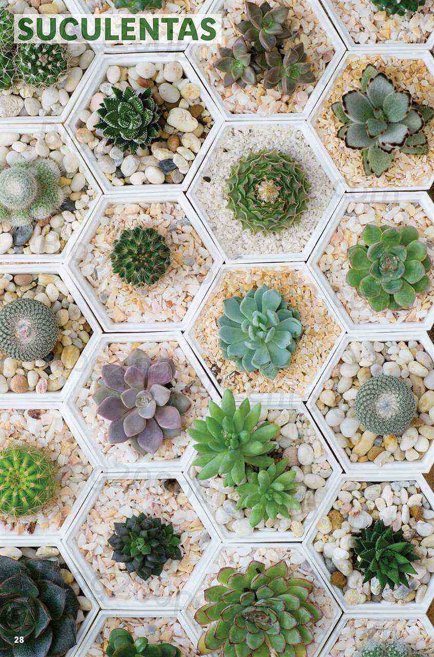 Antevisão Folheto LIDL Jardinagem Mercado de Plantas 4 abril