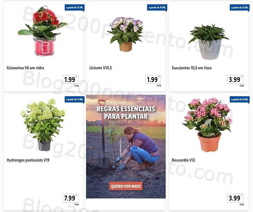 Antevisão Folheto LIDL Promoções de 8 a 14 agosto - Versão Completa