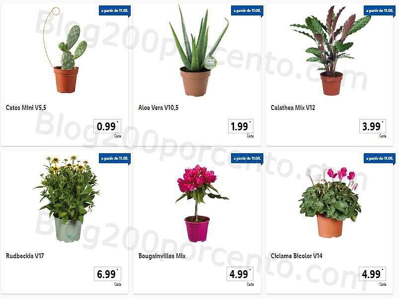 Antevisão Folheto LIDL Promoções de 8 a 14 agosto - Versão Completa