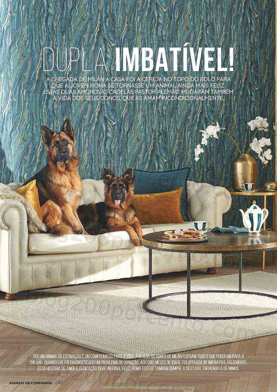 Antevisão Folheto EL CORTE INGLÉS Especial Pets Promoções de 6 a 20 janeiro