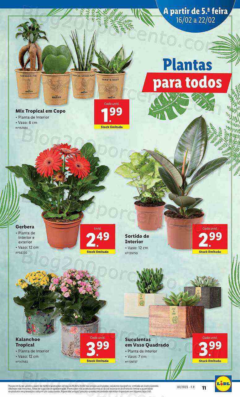 Antevisão Folheto LIDL Mercado de Plantas Promoções de 16 a 22 fevereiro