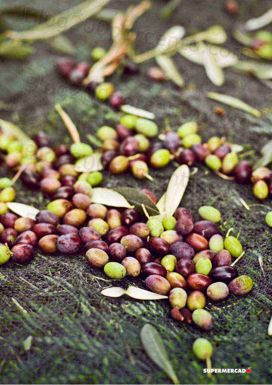 Antevisão Folheto EL CORTE INGLÉS Promoções de 3 a 16 março