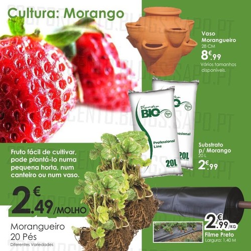 Sugestão | AGRILOJA | Cultivar morangos em casa !
