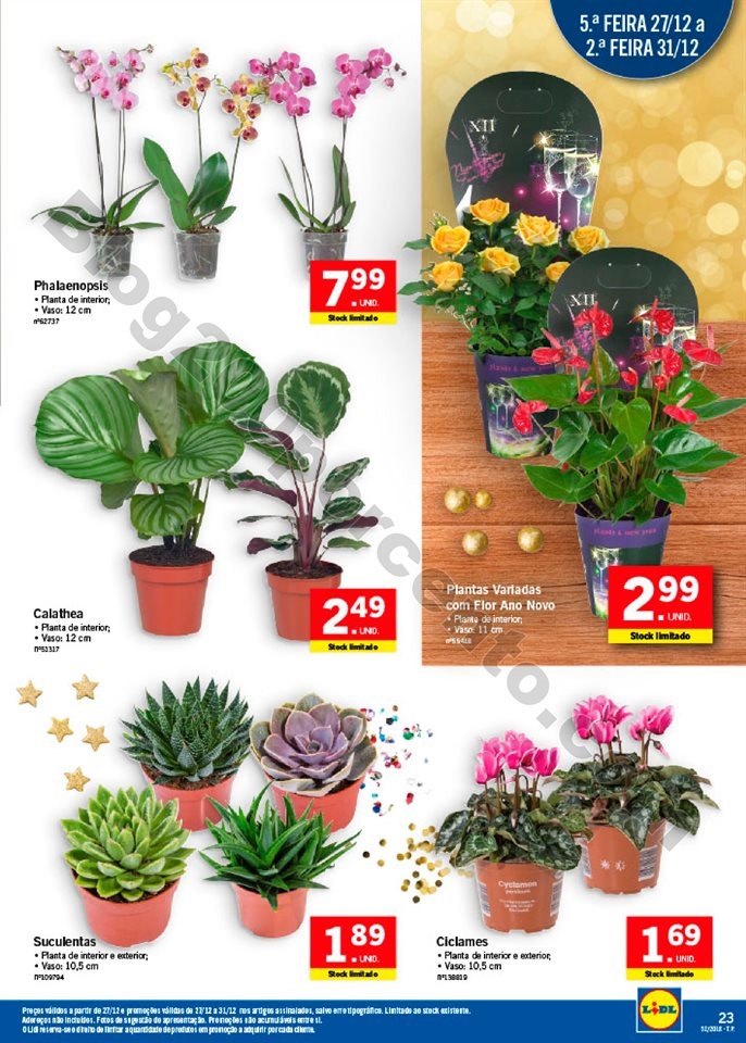 lidl 26 dezembro_022.jpg