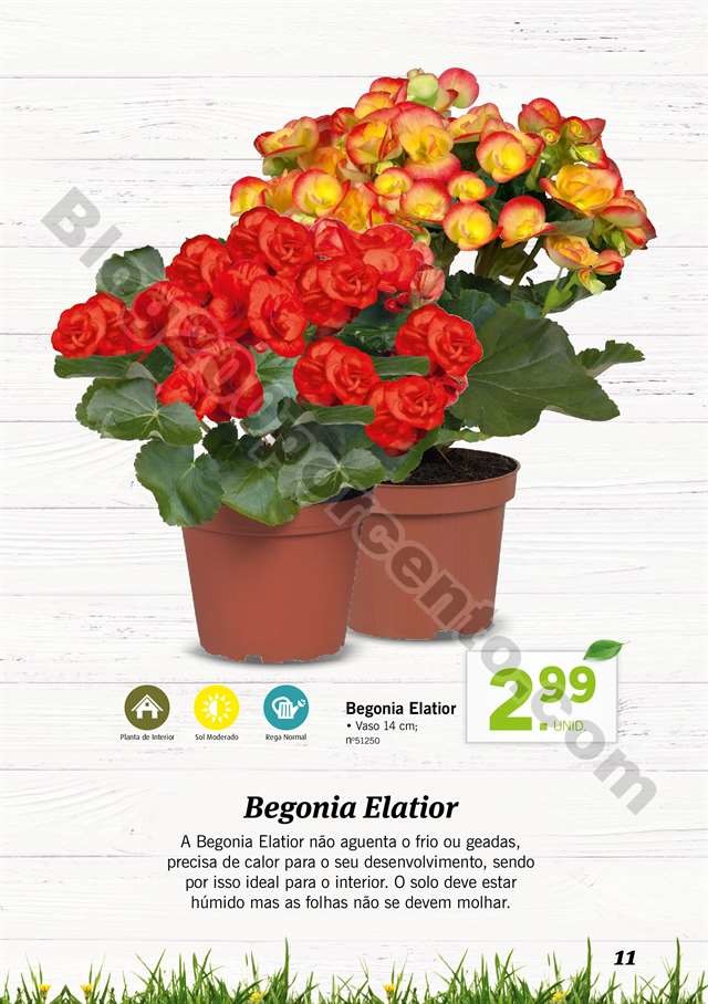 mercado plantas 16 maio_010.jpg