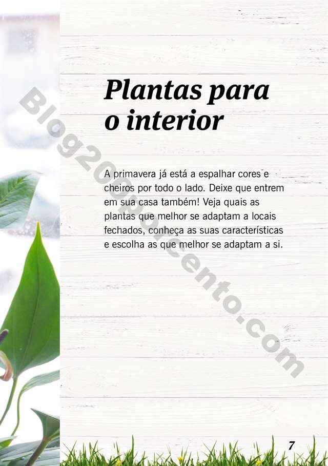 mercado plantas 16 maio_006.jpg