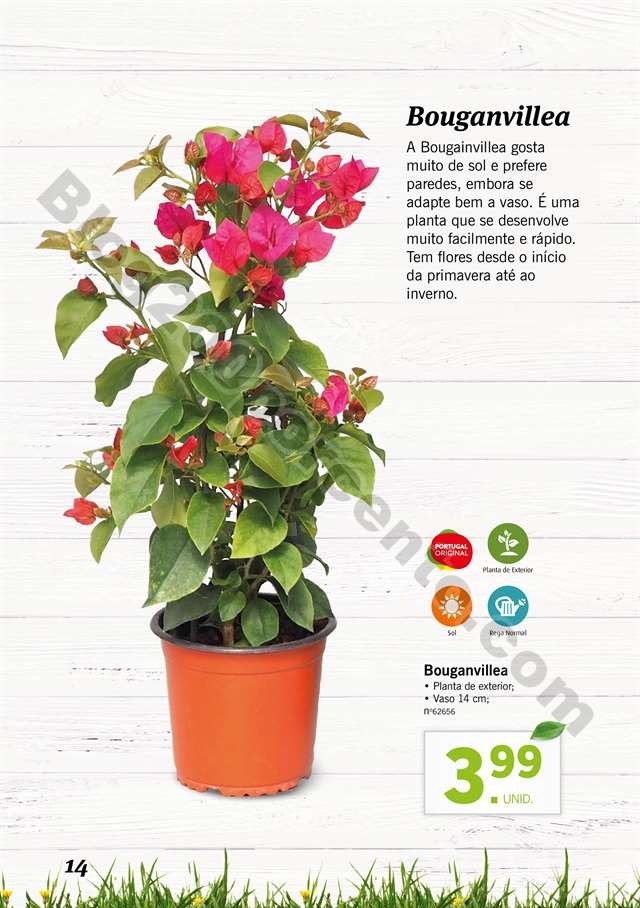 mercado plantas 16 maio_013.jpg