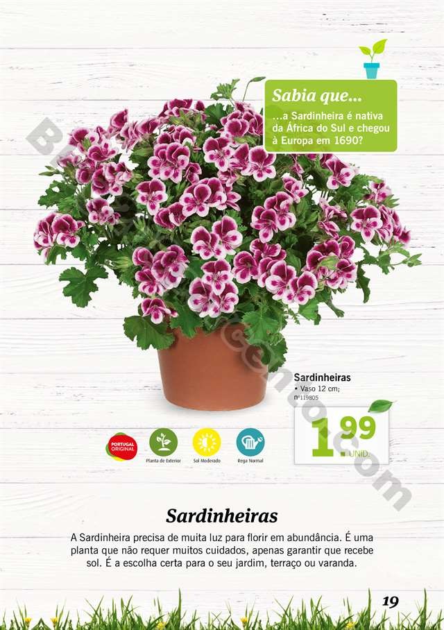 mercado plantas 16 maio_018.jpg