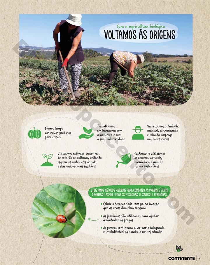 Antevisão Folheto CONTINENTE Madeira Promoções 