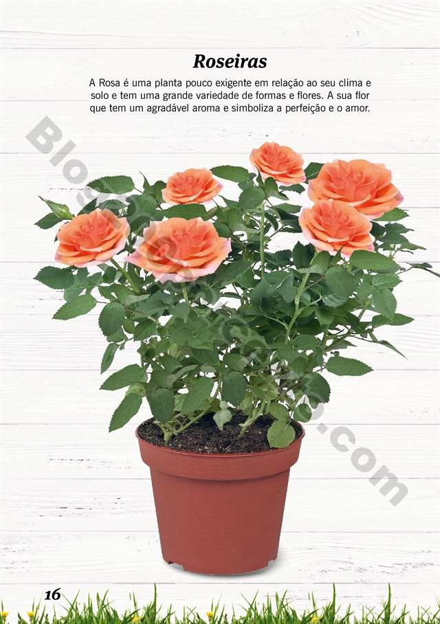 mercado plantas 16 maio_015.jpg