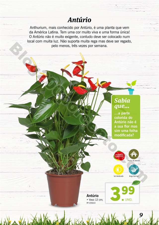 mercado plantas 16 maio_008.jpg