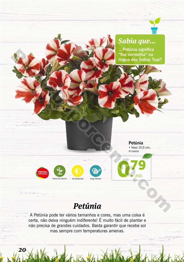 mercado plantas 16 maio_019.jpg