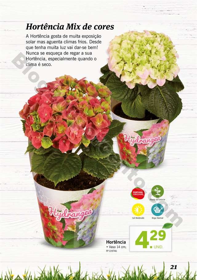 mercado plantas 16 maio_020.jpg