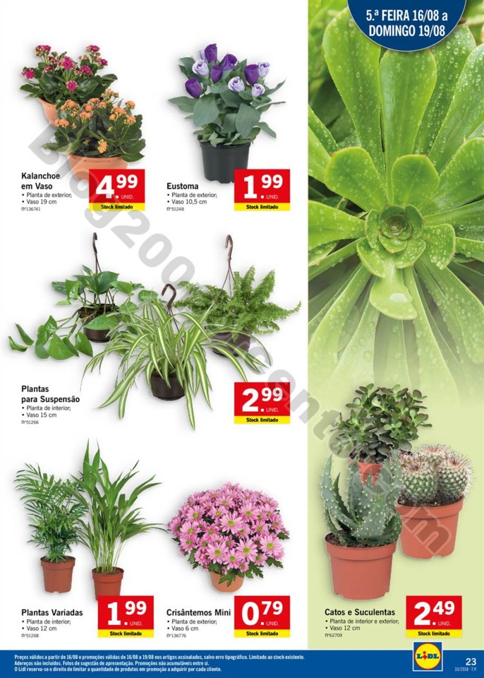 Antevisao LIDL 13 agosto (23).jpg