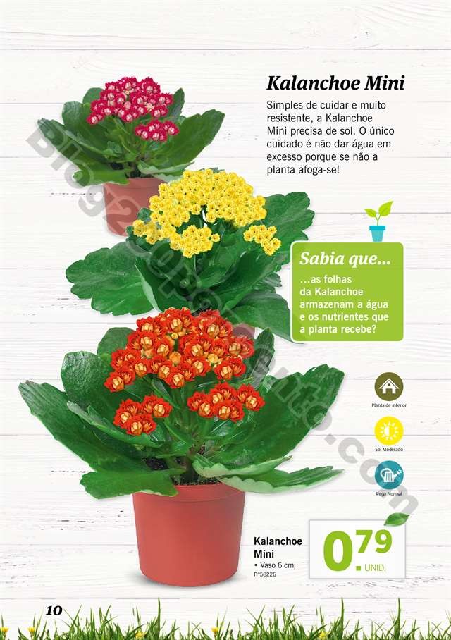 mercado plantas 16 maio_009.jpg