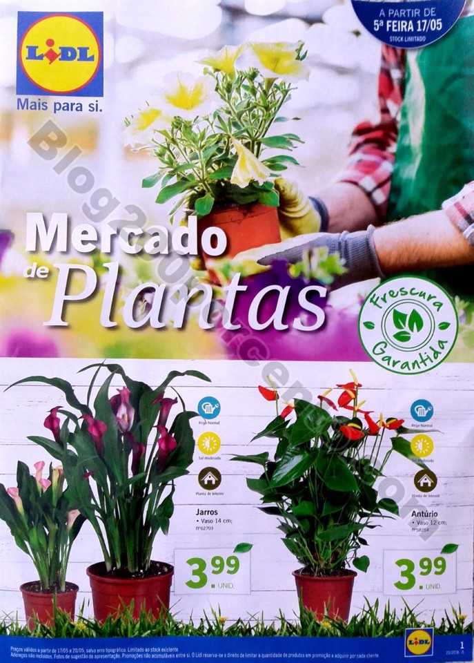 mercado plantas lidl_1.jpg