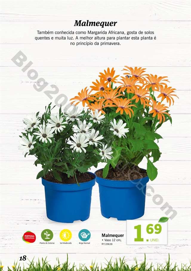 mercado plantas 16 maio_017.jpg