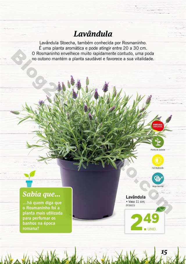 mercado plantas 16 maio_014.jpg