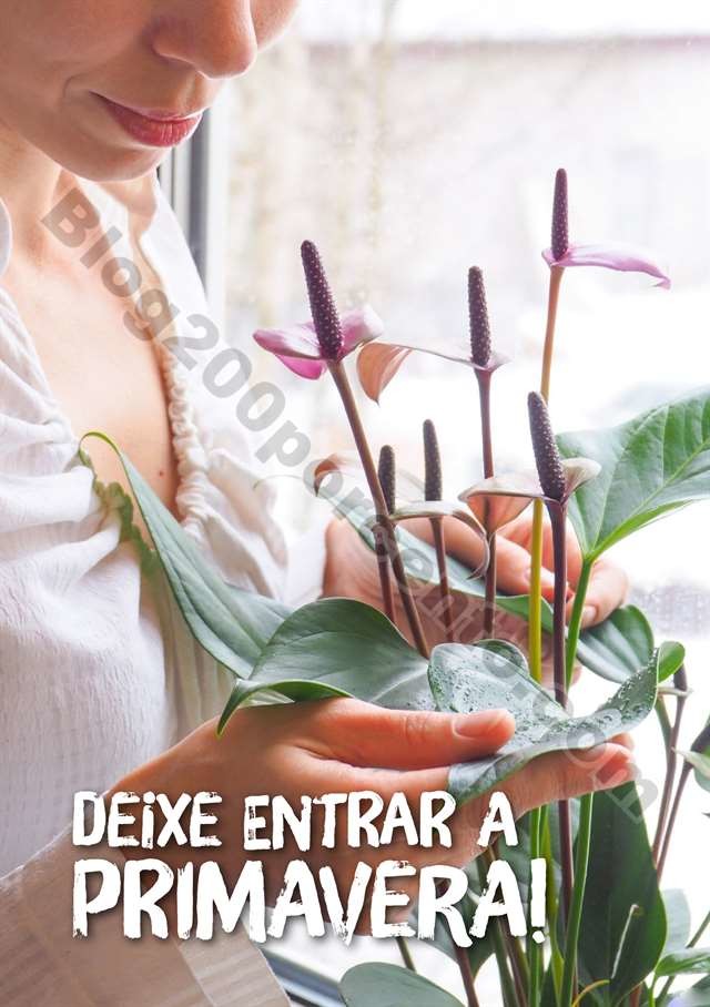 mercado plantas 16 maio_005.jpg