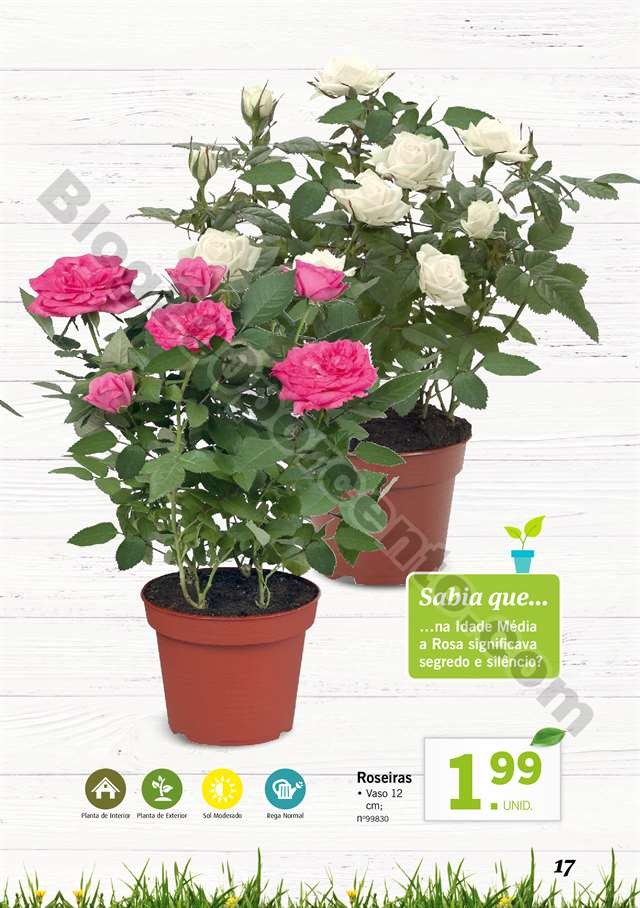 mercado plantas 16 maio_016.jpg